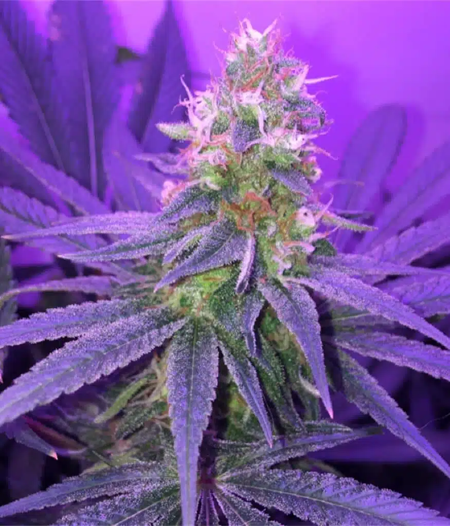 Blueberry Space Cake Autoflowering Feminized Marijuana Seeds | The Seed Fair