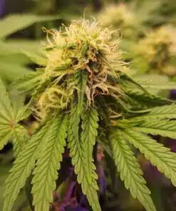 Bruce Banner Fast Blooming Feminized Cannabis Seeds | The Seed Fair