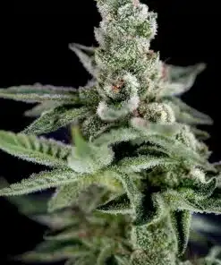 BT7 Feminized Cannabis Seeds | BT7 Feminized Strain | The Seed Fair
