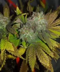 Bubble Bomb Feminized Cannabis Seeds | Bubble Bomb Strain | The Seed Fair