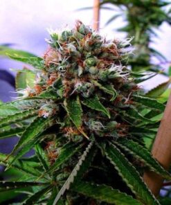 Buddha’s Sister Autoflowering Feminized Marijuana Seeds | The Seed Fair