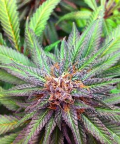 Burmese Kush Autoflowering Marijuana Seeds | Burmese Kush Strain | The Seed Fair