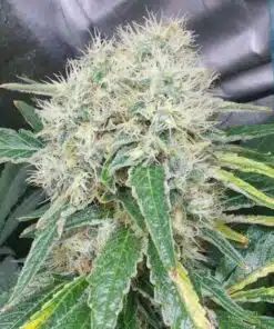 Buzz Bomb Feminized Cannabis Seeds | Buzz Bomb Strain | The Seed Fair