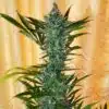 Cafe Racer Feminized Cannabis Seeds | Cafe Racer Strain | The Seed Fair