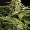 California Hash Plant Feminized Cannabis Seeds | The Seed Fair