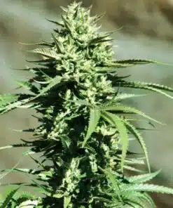 California Wildfire Feminized Cannabis Seeds | The Seed Fair