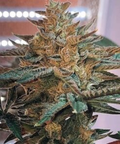 Candy Cane Autoflowering Marijuana Seeds | Candy Cane Strain | The Seed Fair