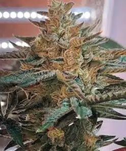 Candy Cane Autoflowering Marijuana Seeds | Candy Cane Strain | The Seed Fair