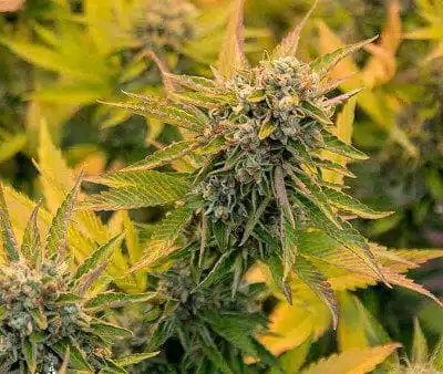 Canuk CBG Feminized Cannabis Seeds | Canuk CBG Strain | The Seed Fair