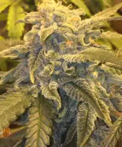 Caramel Ice Feminized Cannabis Seeds | Caramel Ice Strain | The Seed Fair