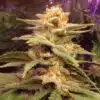 Caramelo Early Version Feminized Cannabis Seeds | The Seed Fair