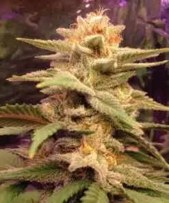 Caramelo Early Version Feminized Cannabis Seeds | The Seed Fair