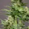 CBD Critical Cure Feminized Cannabis Seeds | Critical Cure Strain | The Seed Fair