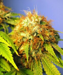 CBD Hammer Shark Feminized Cannabis Seeds | The Seed Fair