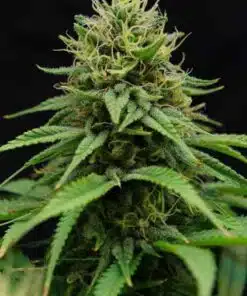 Nordle CBD Feminized Marijuana Seeds | Nordle CBD Strain | The Seed Fair