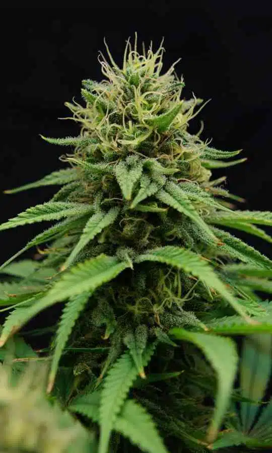 Nordle CBD Feminized Marijuana Seeds | Nordle CBD Strain | The Seed Fair