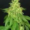 CBD Rene Feminized Cannabis Seeds | CBD Rene Strain | The Seed Fair