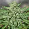 CBD Tonic Feminized Cannabis Seeds | CBD Tonic Strain | The Seed Fair