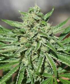 CBD Tonic Feminized Cannabis Seeds | CBD Tonic Strain | The Seed Fair