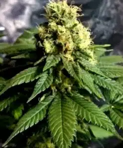 CBD Yummy Feminized Marijuana Seeds | CBD Yummy Strain | The Seed Fair