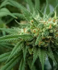 Cheeseburger Autoflowering Feminized Marijuana Seeds | The Seed Fair