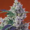 Chem Beyond Diesel CBD Feminized Cannabis Seeds | The Seed Fair