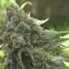 Cherry 18 Feminized Cannabis Seeds | Cherry 18 Strain | The Seed Fair
