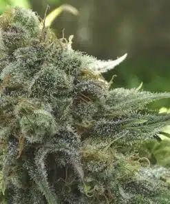 Cherry 18 Feminized Cannabis Seeds | Cherry 18 Strain | The Seed Fair