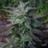 hina Yunnan Autoflowering Feminized Marijuana Seeds | China Yunnan | The Seed Fair