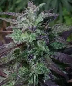 hina Yunnan Autoflowering Feminized Marijuana Seeds | China Yunnan | The Seed Fair