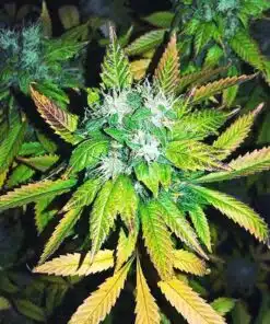 Chizpa by Zatu Feminized Cannabis Seeds | Chizpa Strain | The Seed Fair