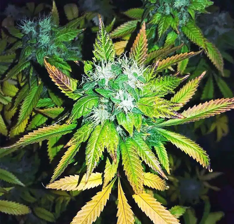 Chizpa by Zatu Feminized Cannabis Seeds | Chizpa Strain | The Seed Fair