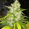 Chocolate Chunk Autoflowering Feminized Marijuana Seeds | The Seed Fair