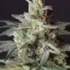 Citrus Skunk Feminized Cannabis Seeds | Citrus Skunk Strain | The Seed Fair