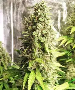 Claustrum Feminized Cannabis Seeds | Claustrum Strain | The Seed Fair