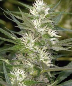 Cole Train Feminized Cannabis Seeds | Cole Train Strain | The Seed Fair