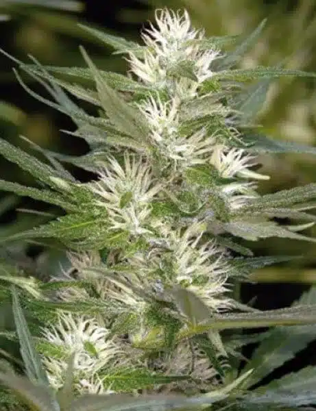 Cole Train Feminized Cannabis Seeds | Cole Train Strain | The Seed Fair