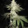 Corleone Kush AutoFlowering Marijuana Seeds | Corleone Kush Strain | The Seed Fair