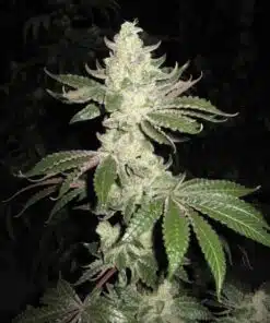 Corleone Kush AutoFlowering Marijuana Seeds | Corleone Kush Strain | The Seed Fair