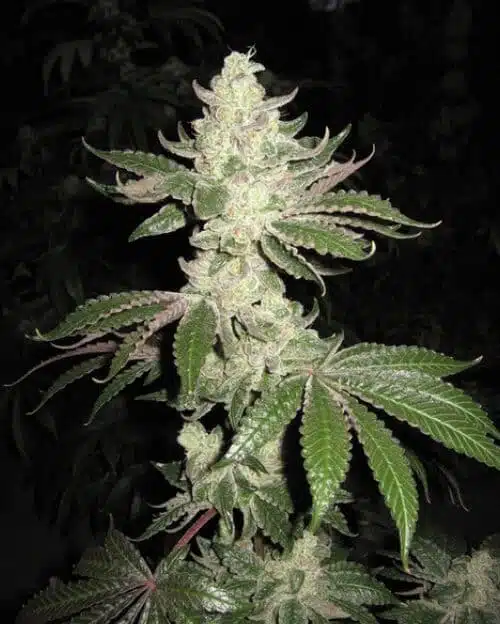 Corleone Kush AutoFlowering Marijuana Seeds | Corleone Kush Strain | The Seed Fair