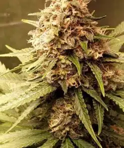 Critical Daddy Purple Feminized Cannabis Seeds | The Seed Fair