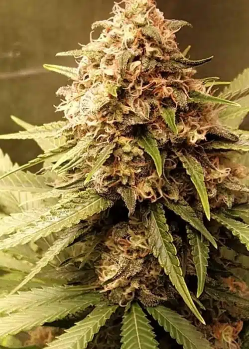 Critical Daddy Purple Feminized Cannabis Seeds | The Seed Fair