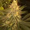 Critical Sensi Star Autoflowering Feminized Marijuana Seeds | Critical | The Seed Fair