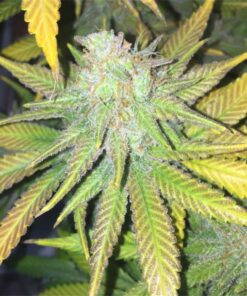 Crown Royale Autoflowering Feminized Marijuana Seeds | Crown Royale | The Seed Fair
