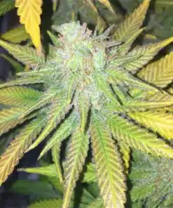 Crown Royale Autoflowering Feminized Marijuana Seeds | Crown Royale | The Seed Fair