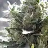 Crystal Candy Feminized Cannabis Seeds | Crystal Candy Strain | The Seed Fair