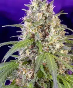 Crystal Candy F1 Fast Feminized Cannabis Seeds | The Seed Fair