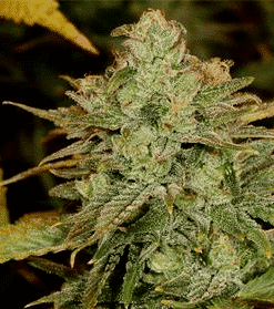 Crystal Coma AutoFlowering Marijuana Seeds | Crystal Coma Strain | The Seed Fair
