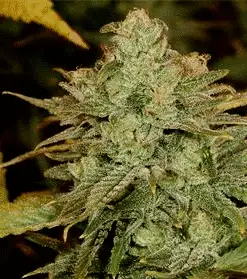 Crystal Coma AutoFlowering Marijuana Seeds | Crystal Coma Strain | The Seed Fair