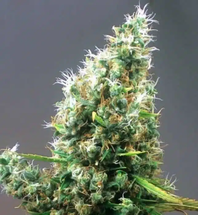 Cum Laude Feminized Cannabis Seeds | Cum Laude Strain | The Seed Fair